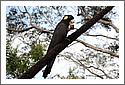 Parrots_DSC_1107_parrot.jpg