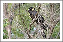 Parrots_DSC_1109q_parrot.jpg