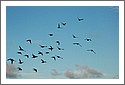 Parrots_DSC_1128_byron.jpg