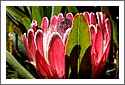 Protea_DSCF2042.jpg