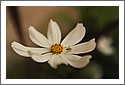 Spider_D7C_2908.jpg