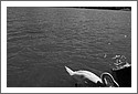 Swans_Thun_D7C_5185.jpg