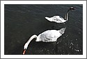 Swans_Thun_D7C_5187.jpg