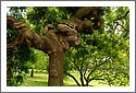 Tree_DSC_6278_Styphnolobium.jpg