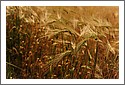 Wheat_D7C_2854.jpg