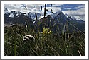 Wildflowers_D7C_5646_Grindenwald_First.jpg