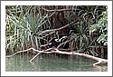 Cormorant, Lawn Hill Gorge