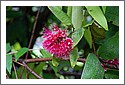 flower_DSC_4203_Australian.jpg