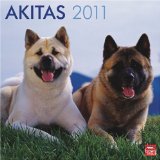 Akitas 2011 Square 12X12 Wall Calendar (Multilingual Edition)