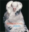 Extraordinary Pigeons