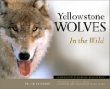 Yellowstone Wolves in the Wild