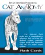 Cat Anatomy