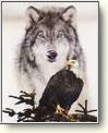Posters - Birds