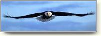 Posters - Birds