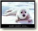 Posters - Antarctica