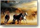Posters - Horses