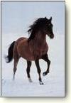 Posters - Horses
