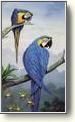 Posters - Birds