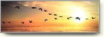 Posters - Birds