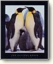 Posters - Birds
