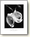 Art Posters