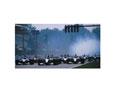 F1 racing posters