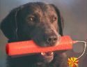 The Loaded Dog