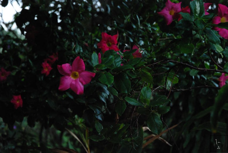 DSC_4877.jpg