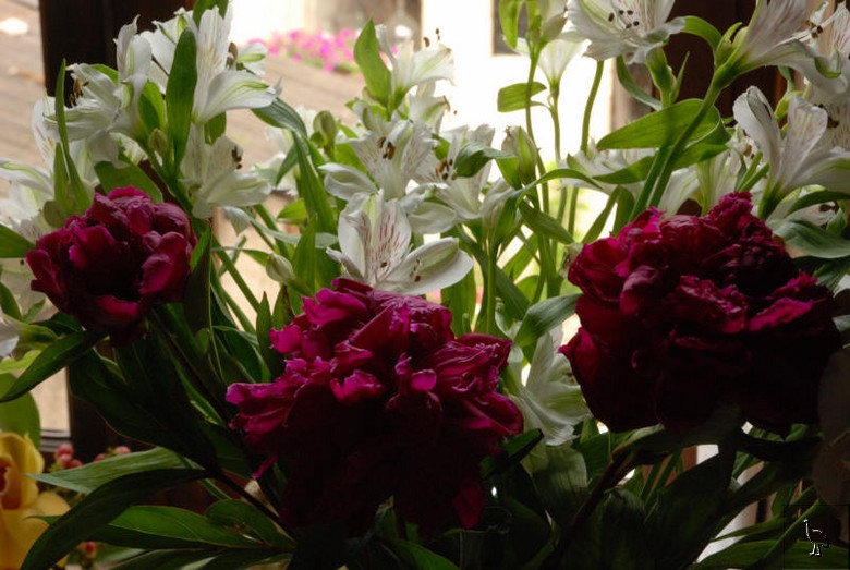 DSC_6728_Peonies.jpg