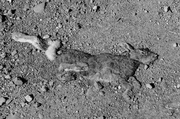 D7C_6762_rabbit_600.jpg