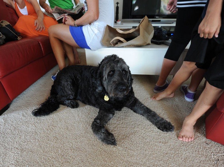 DSC_1022_dog.jpg