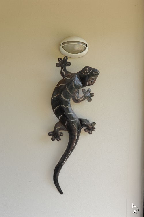 DSC_1041_Gecko.jpg