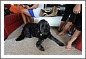 DSC_1022_dog.jpg