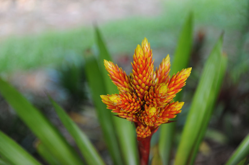 DSC_6459-Flower.jpg