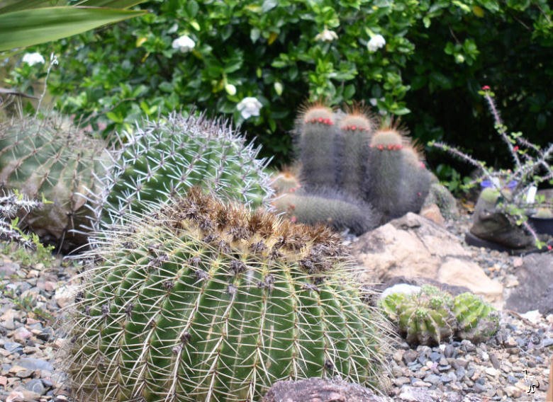 Obi_Obi_Cactus_Garden_Nov_2005.jpg