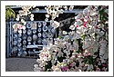 Bougainvillia_DSC_3458_arno.jpg