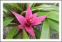 Bromeliad_DSCF1697.jpg