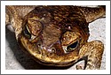 Canetoad_P1010019.jpg