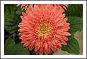 Flower_DSCF1667.jpg