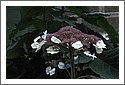 Flowers_D7C_5372_Schloss_Hunegg.jpg