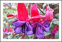 Flowers_DSCF1677_NZ.jpg