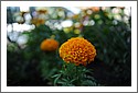 Flowers_Nancy_D7C_4685.jpg