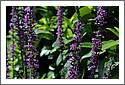 Flowers_bee_D7C_4854.jpg